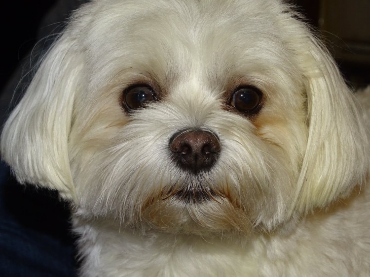 Мальтийская болонка Браун