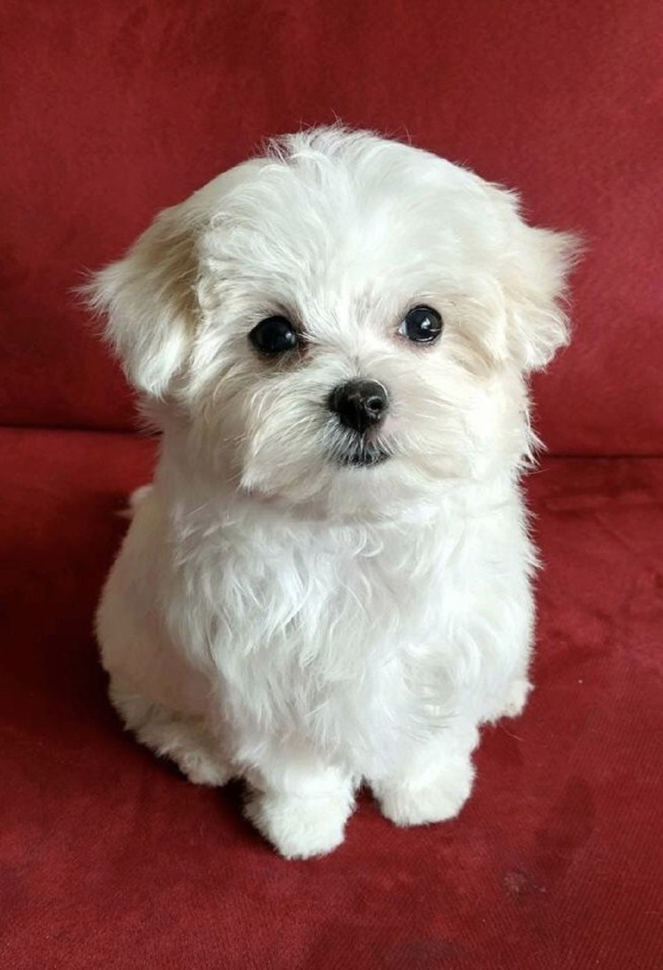 Мальтийский Бишон взрослый