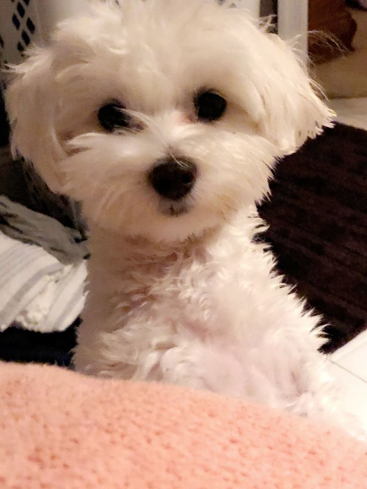 Мальтийская болонка короткошерстная