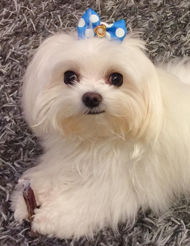 Мальтийская болонка Teacup