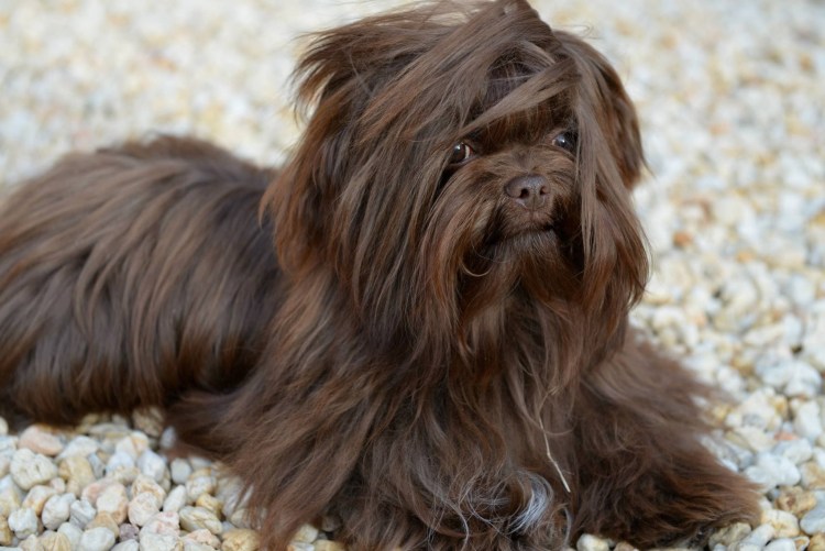 Русская цветная болонка