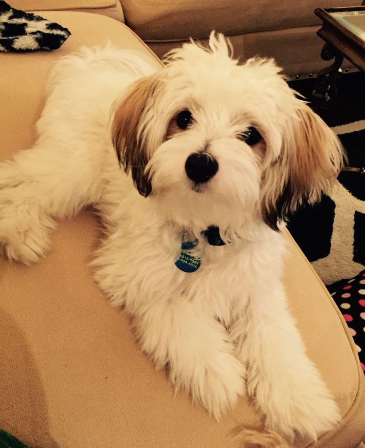 Мальтийская болонка в костюме