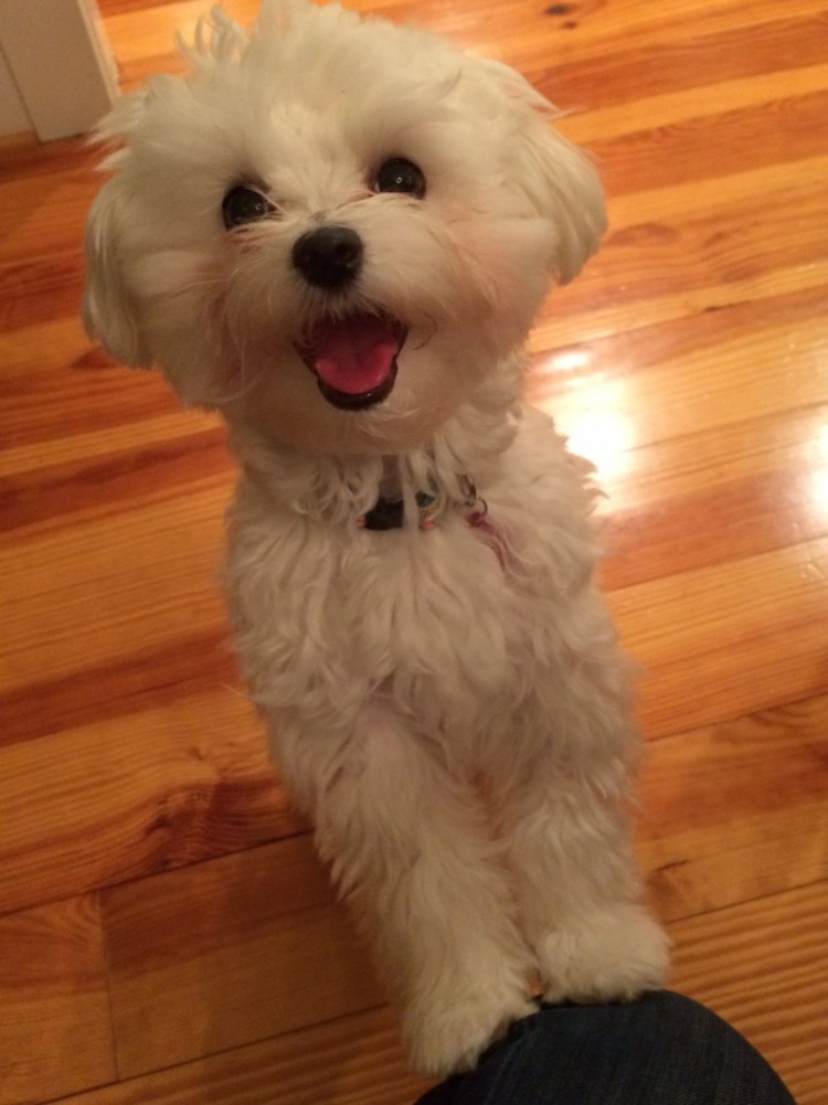 Болонка мальтезе рыжая