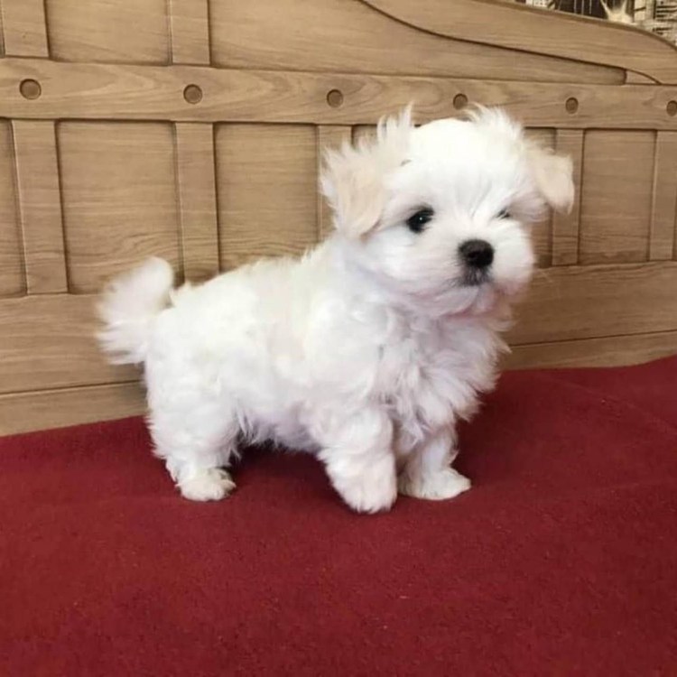 Карликовая Мальтийская болонка