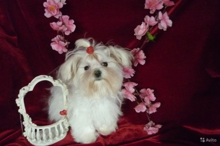 Мальтийская болонка кудрявая