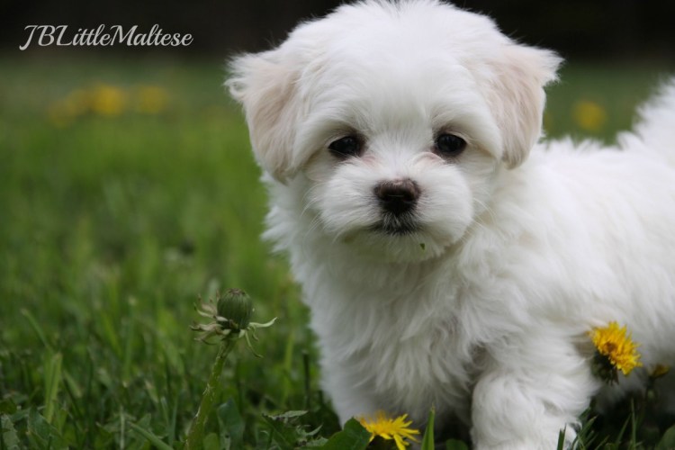 Королевская болонка