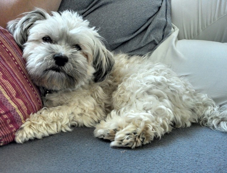 Болонка мальтипу