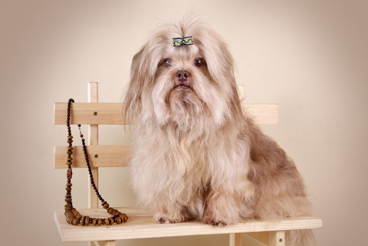 Мальтийская болонка бежевая