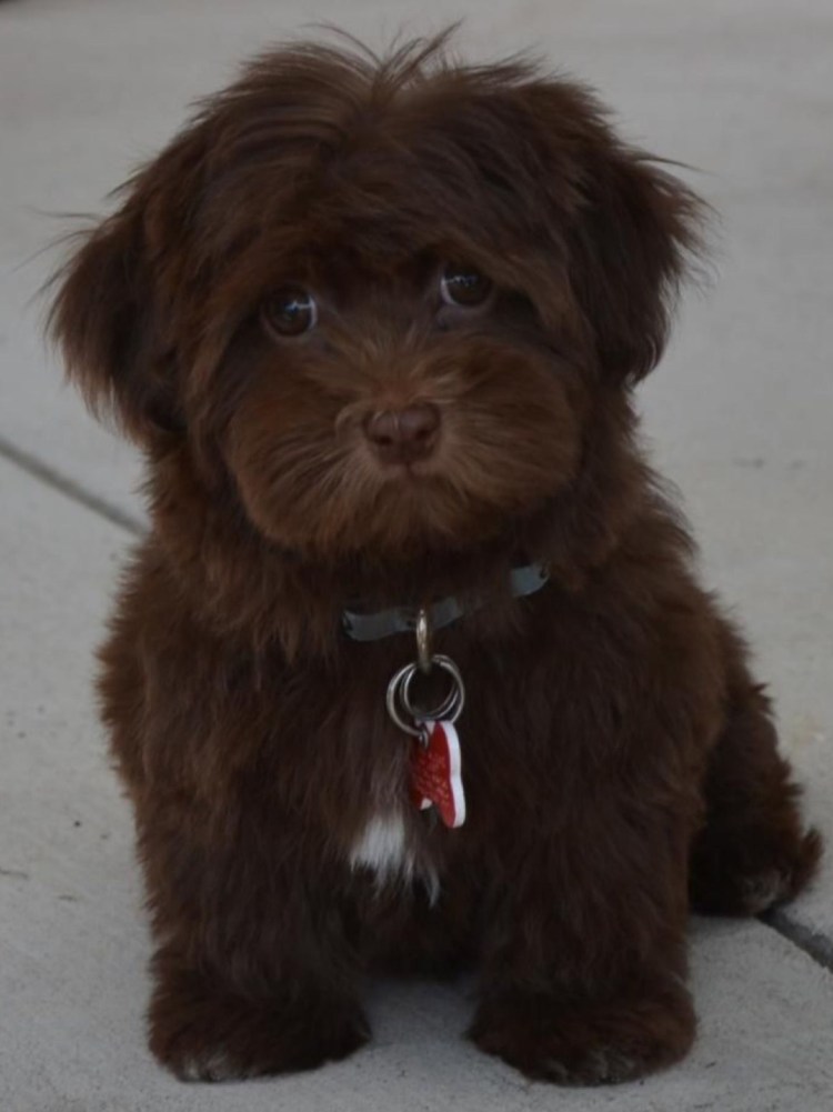 Болонка коричневая