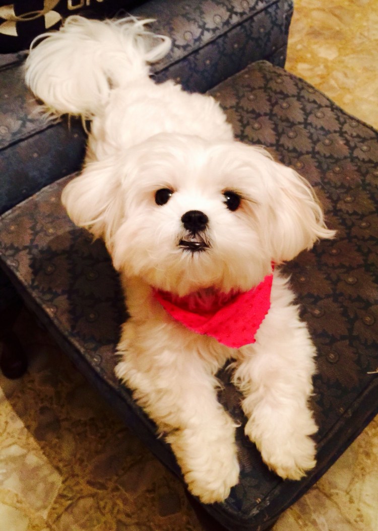 Болонка черная мальтипу