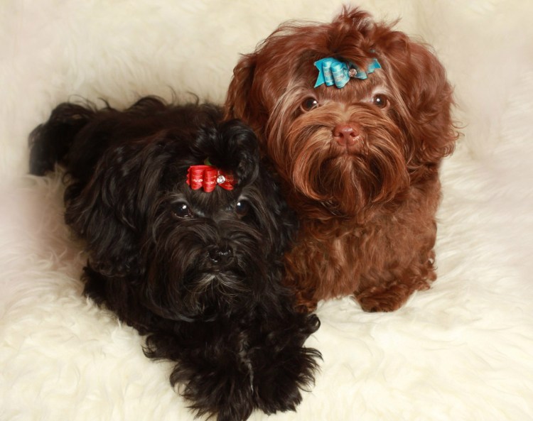 Бишон Болоньез Мальтийская болонка цвета