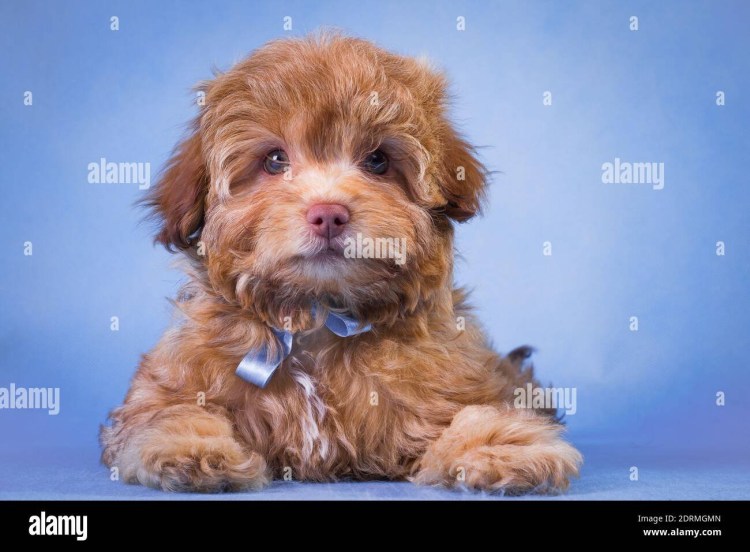 Болонка цветная болонка