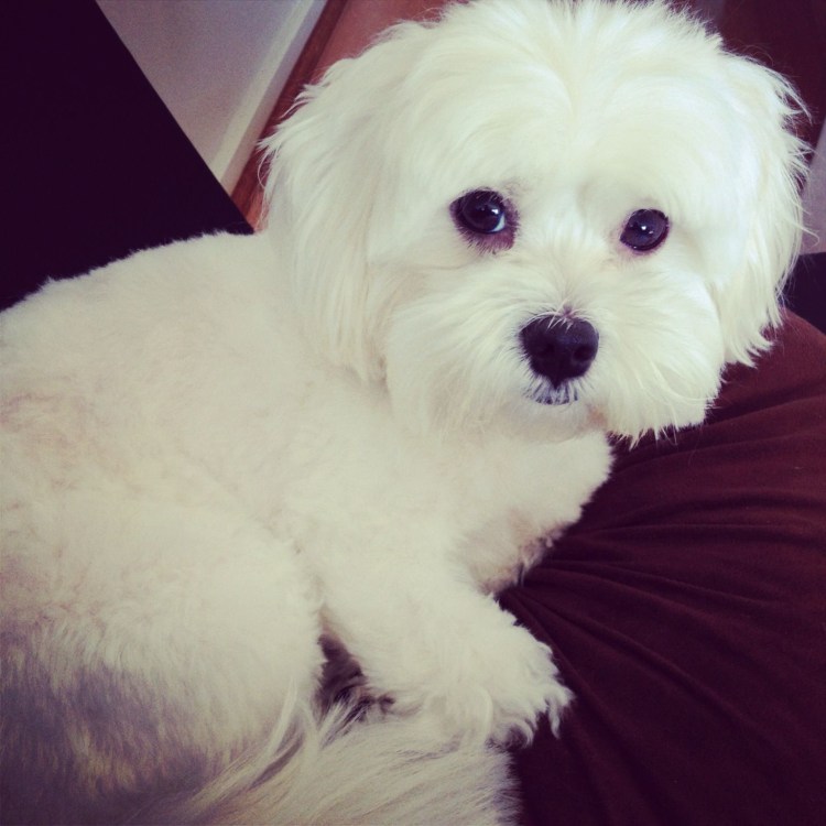 Щенок мальтийской Болонки стандарт