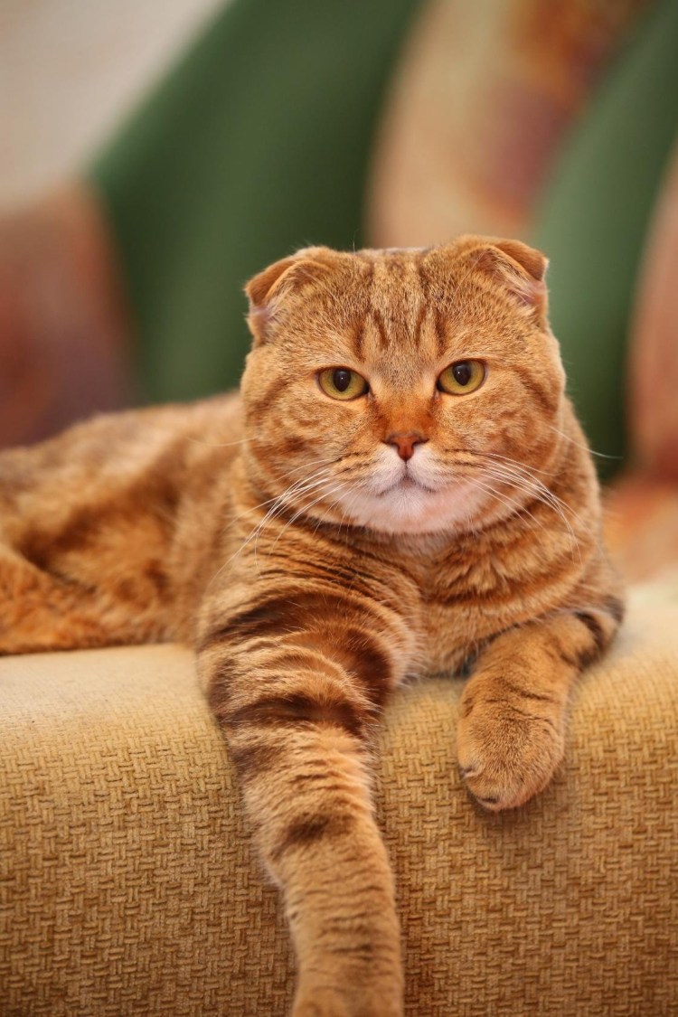 Скоттиш фолд рыжий