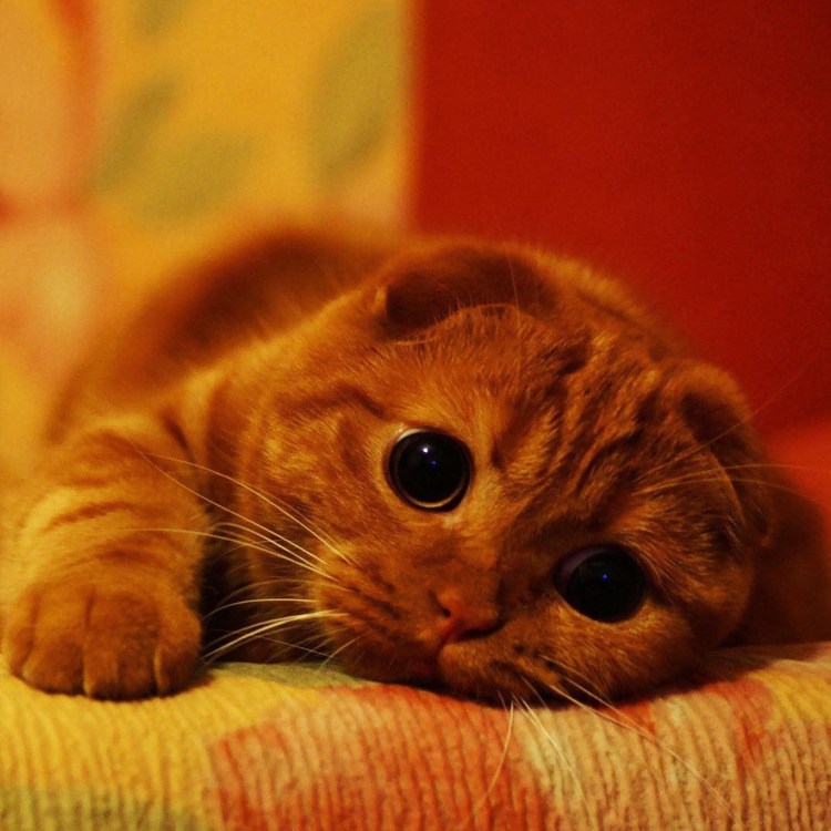 Скоттиш фолд рыжий