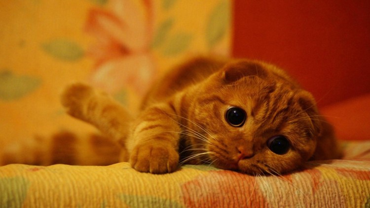 Шотландская вислоухая кошка рыжая