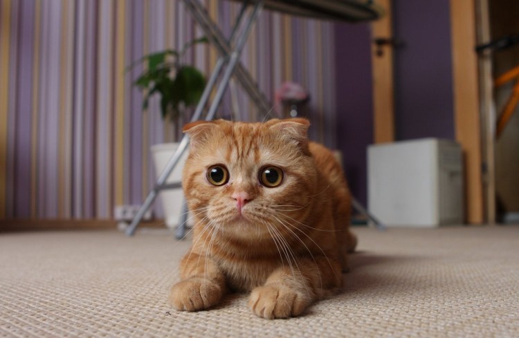 Скоттиш фолд рыжий