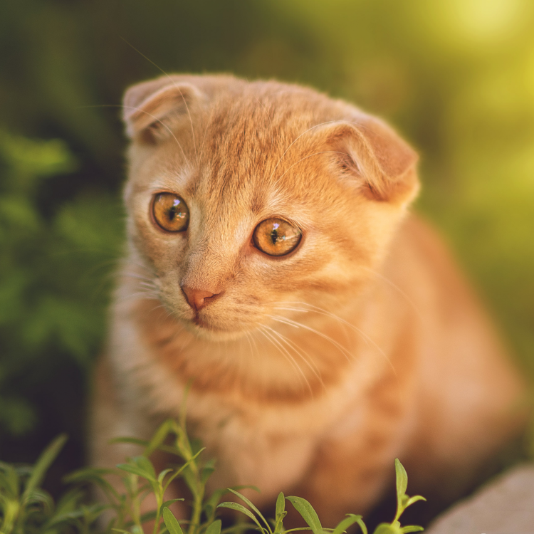 Шотландская вислоухая кошка биколор