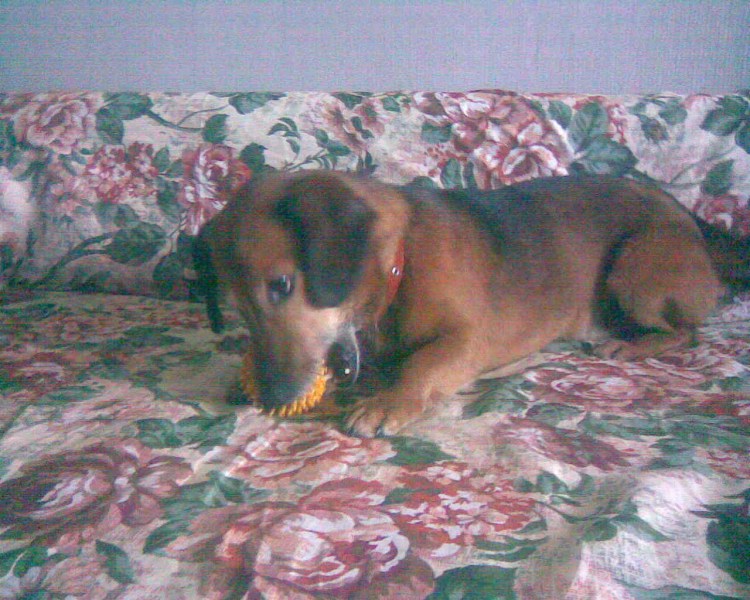 Метис тоя и таксы