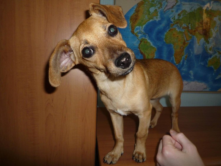 Метис таксы и ксолоитцкуинтли