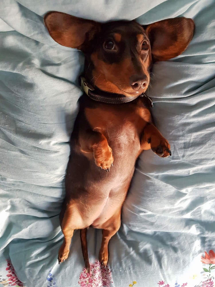 Карликовый пинчер и такса