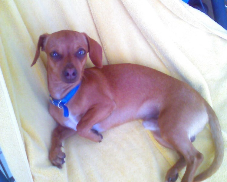 Помесь таксы и чихуахуа