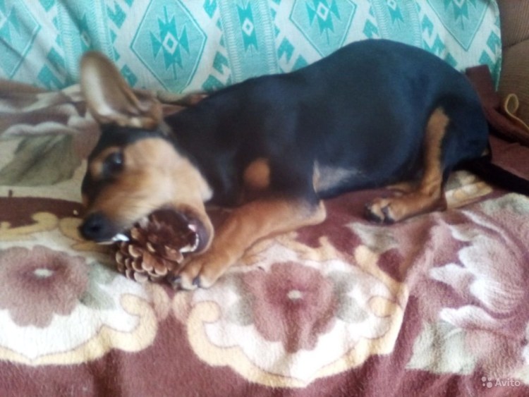 Цвергпинчер и такса метис