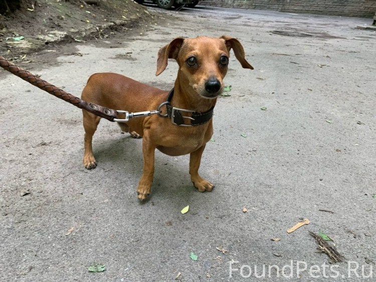 Кабель собака