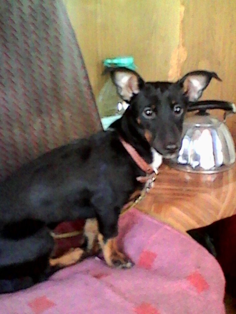 Метис таксы и той терьера