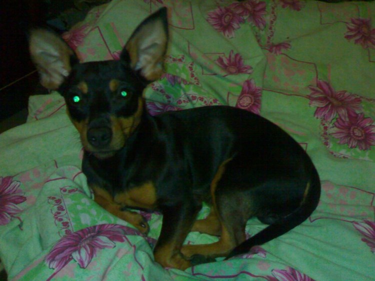 Метис той терьера и пинчера