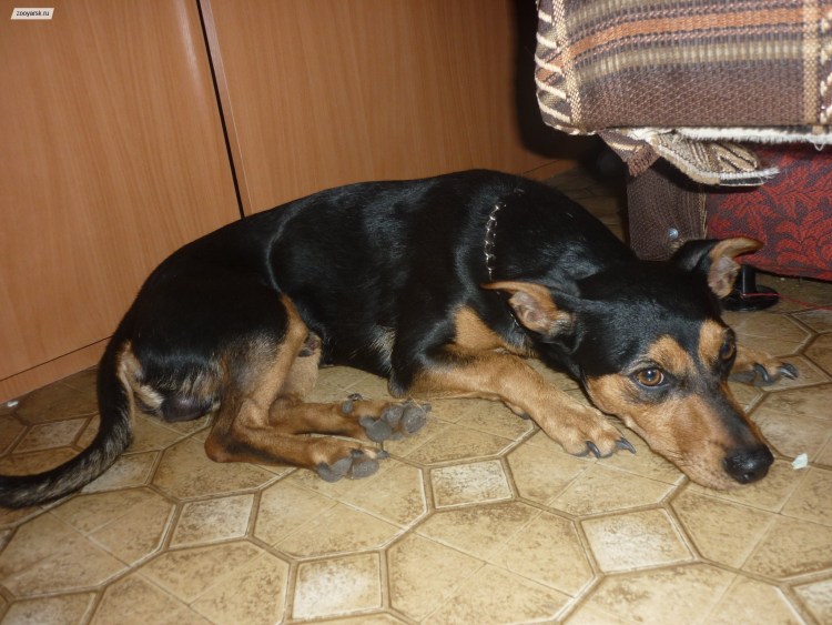 Помесь МОПСА И овчарки