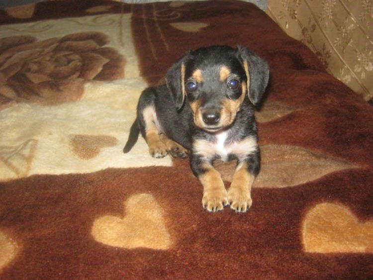 Щенки 2 месяца помесь таксы