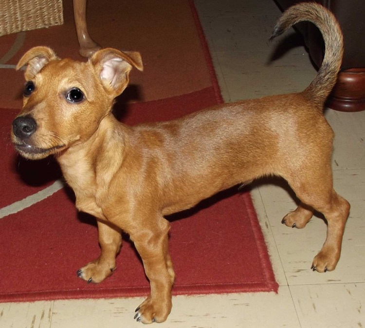 Джек-Рассел-терьер помесь