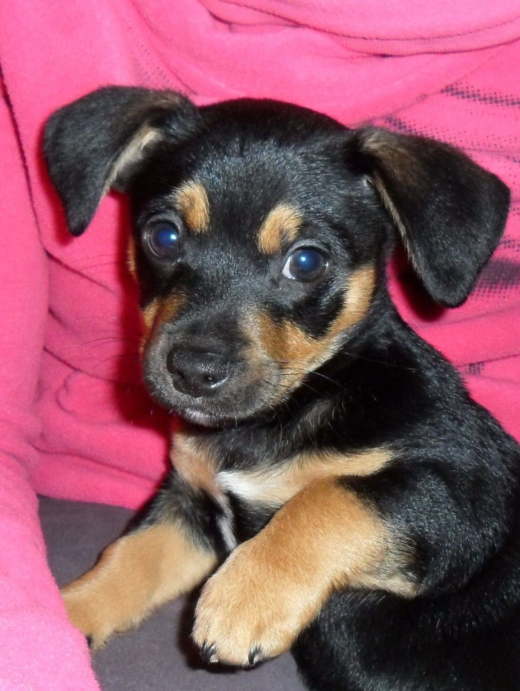 Смесь тоя и пинчера