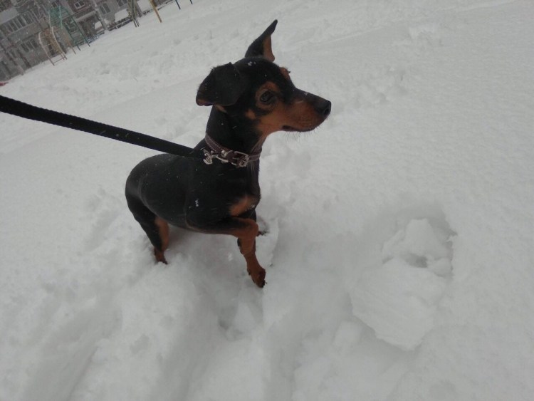 Такса и той терьер