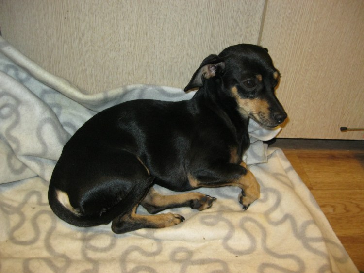 Джек-Рассел-терьер помесь