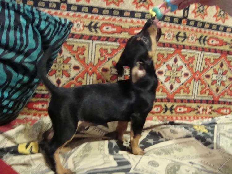 Смесь таксы и той терьера