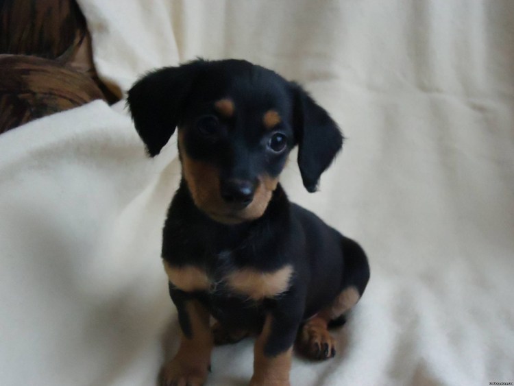 Собака метис пинчера