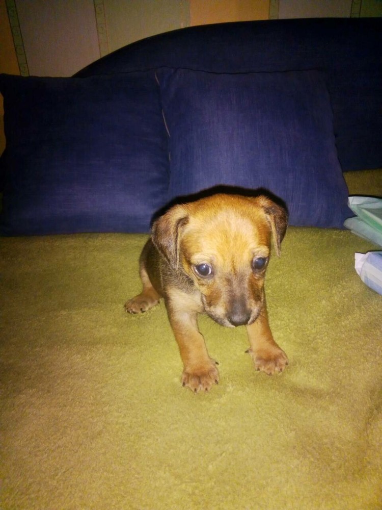 Метис таксы и чихуахуа