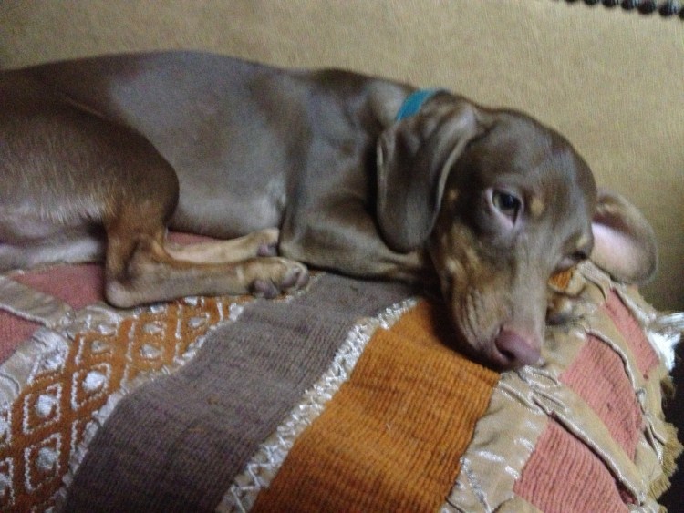 Метис кроличьей.com таксы и тоя