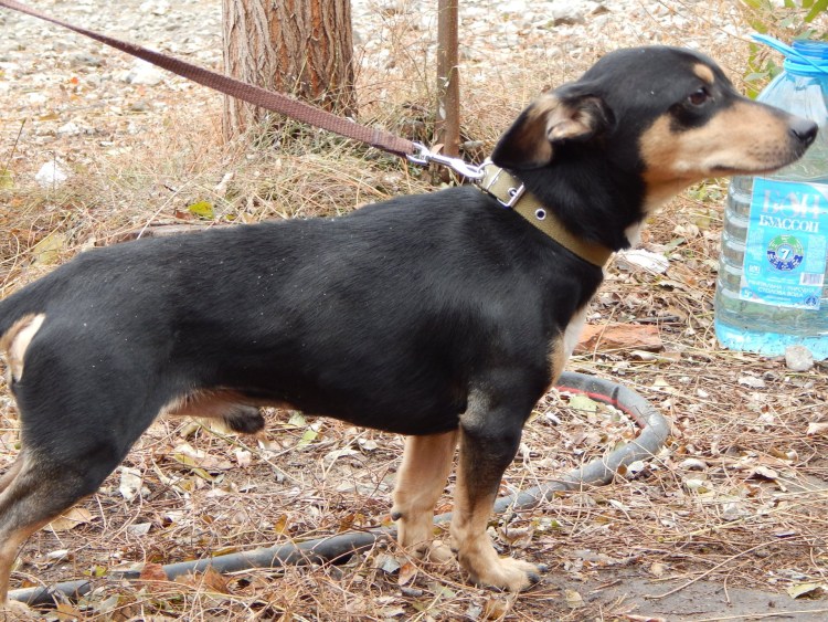 Кроличья такса метис