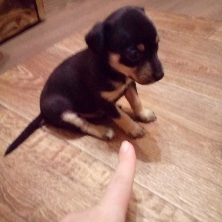 Метис той терьера и пинчера