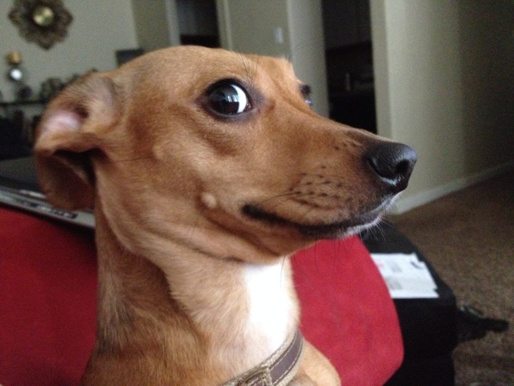 Метис такса и дворняжка