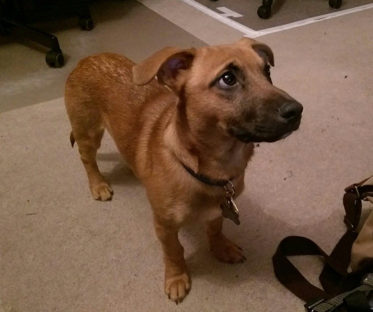 Метис корги и той терьера