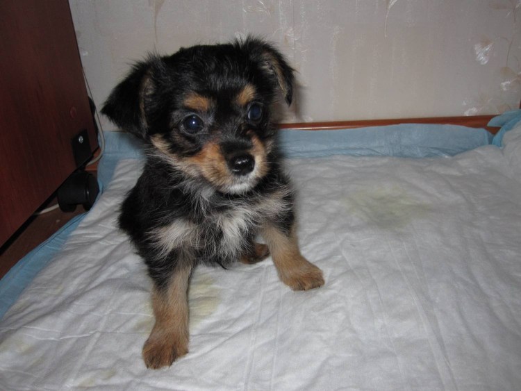 Пинчер с дворнягой