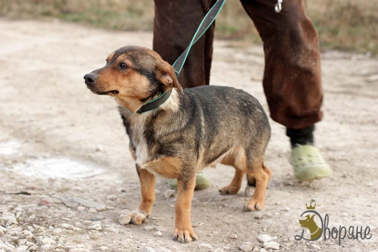 Цвергпинчер Рассел метис