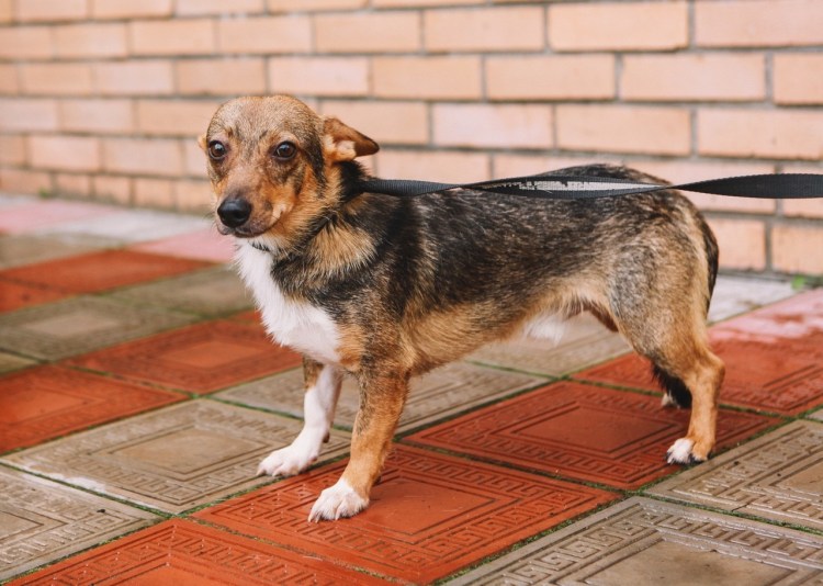 Метис пинчер терьер рыжий