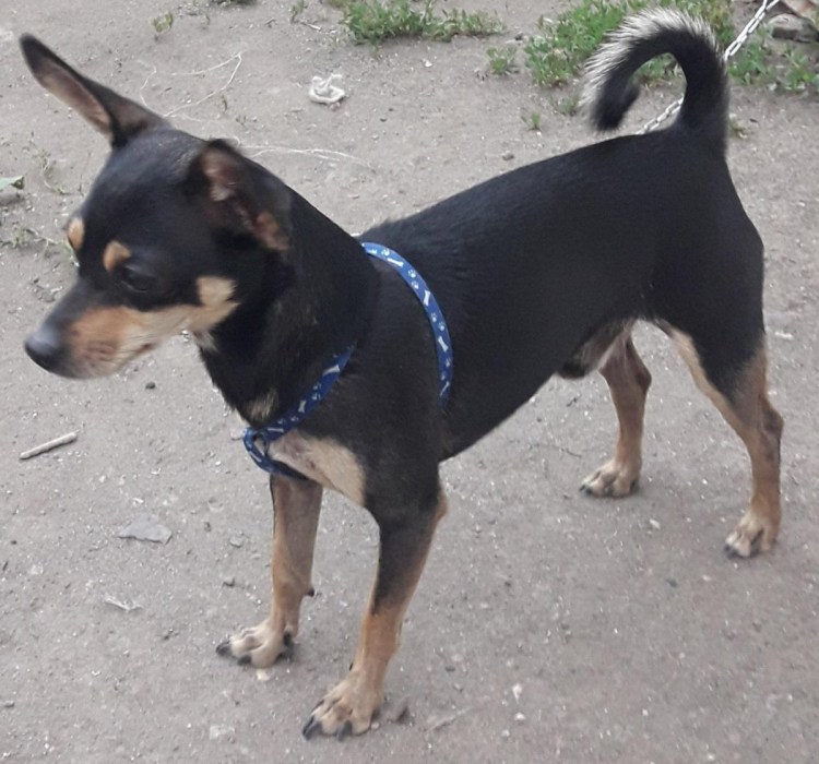 Цвергпинчер и такса метис