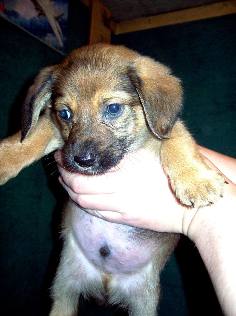 Щенки таксы метисы