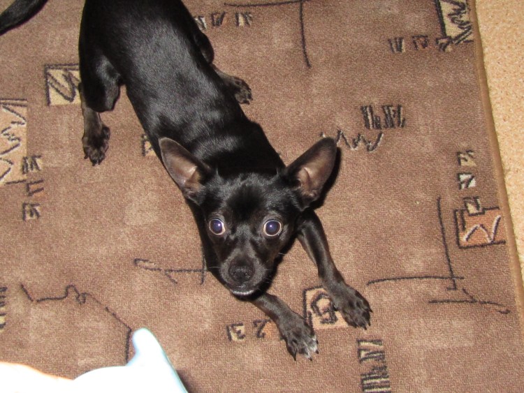 Помесь пинчера и чихуахуа